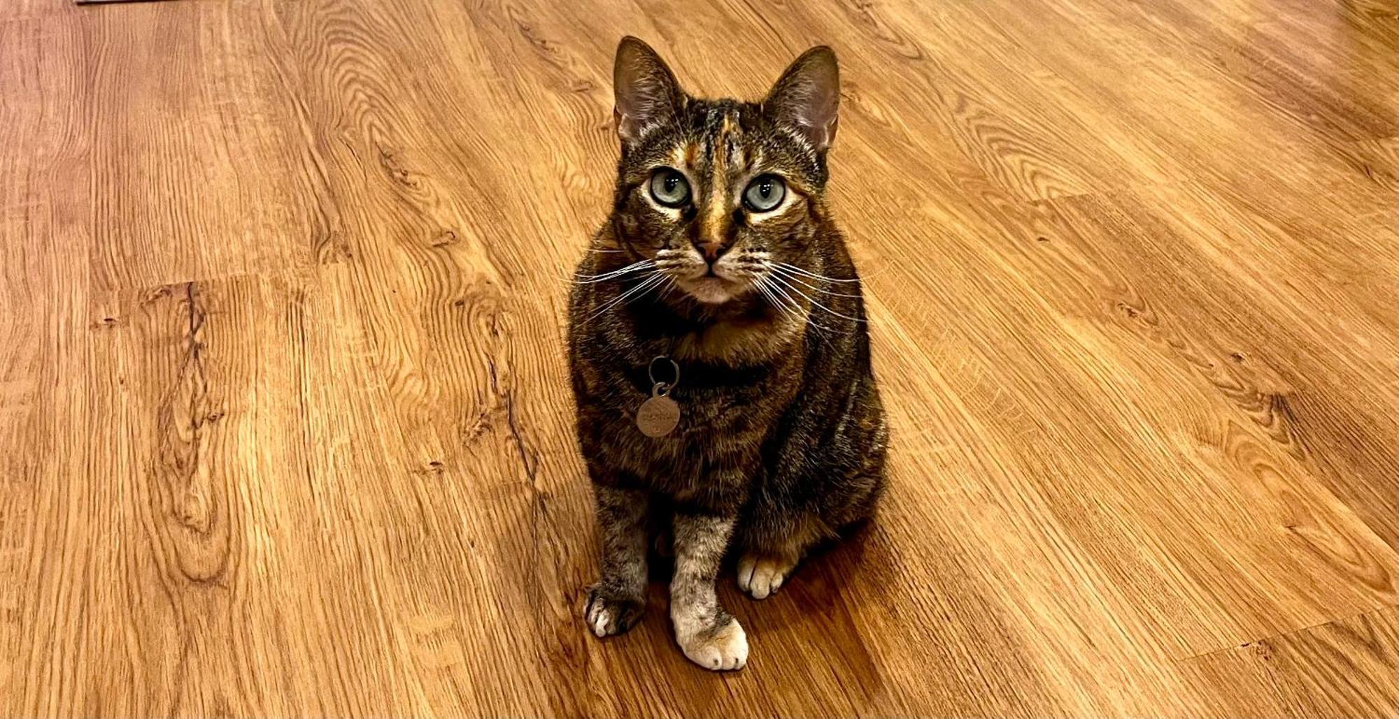 شقة Refugio Do Gato بالميلا المظهر الخارجي الصورة